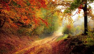 Foto: Herbstweg mit sehr intensiven Farben