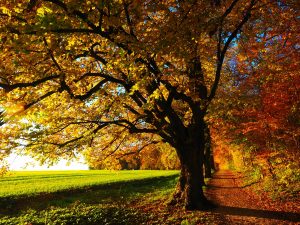 Foto: Waldweg am Wiesenrand in Herbstfarben